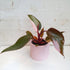 Philodendron erubescens 'Pink Princess' -13cm pot